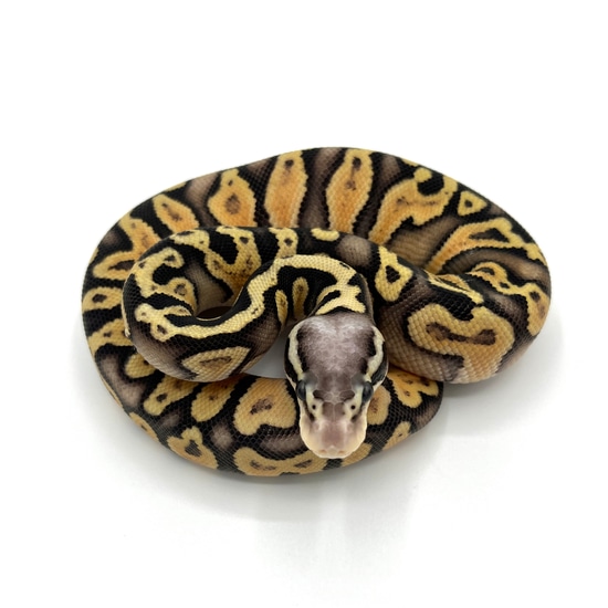 GHI Super Pastel Het Desert Ghost Ball Python by Gen Z Reptiles LLC