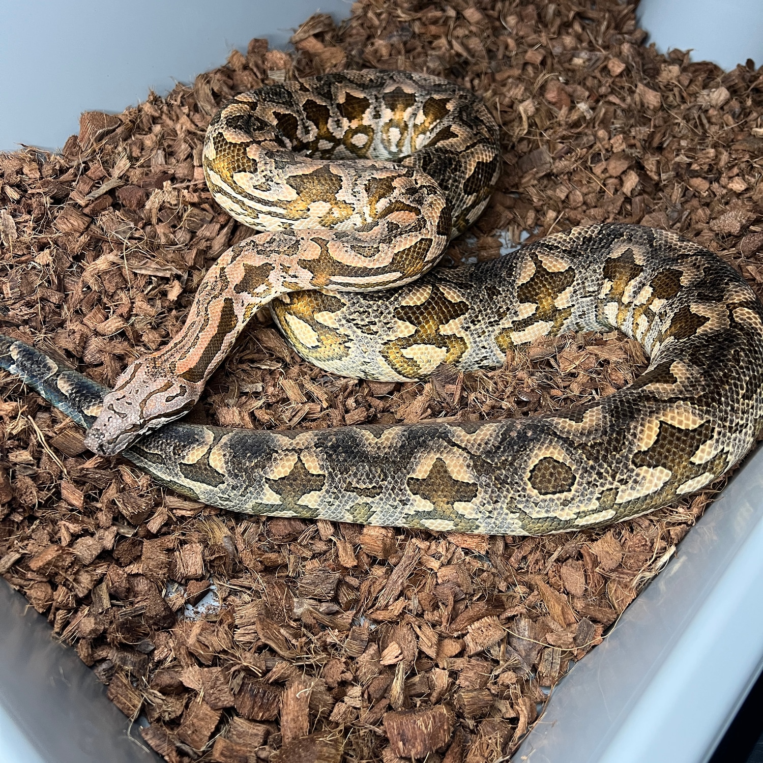 Dumerils Boa Ground Boa by Gen Z Reptiles LLC MorphMarket