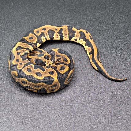 Leopard Het Pied 50% Het Hypo Ball Python