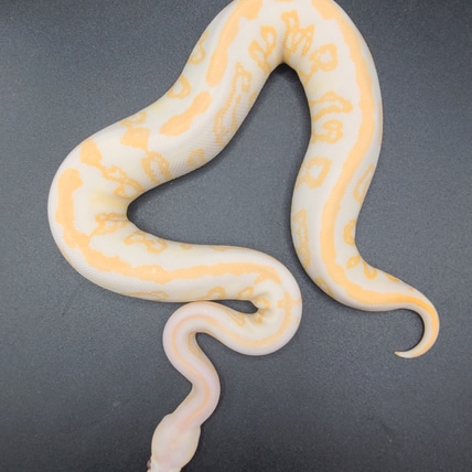 Black Pastel Lavender Albino Acid Het Genetic Stripe Pos Het Clown Ball Python