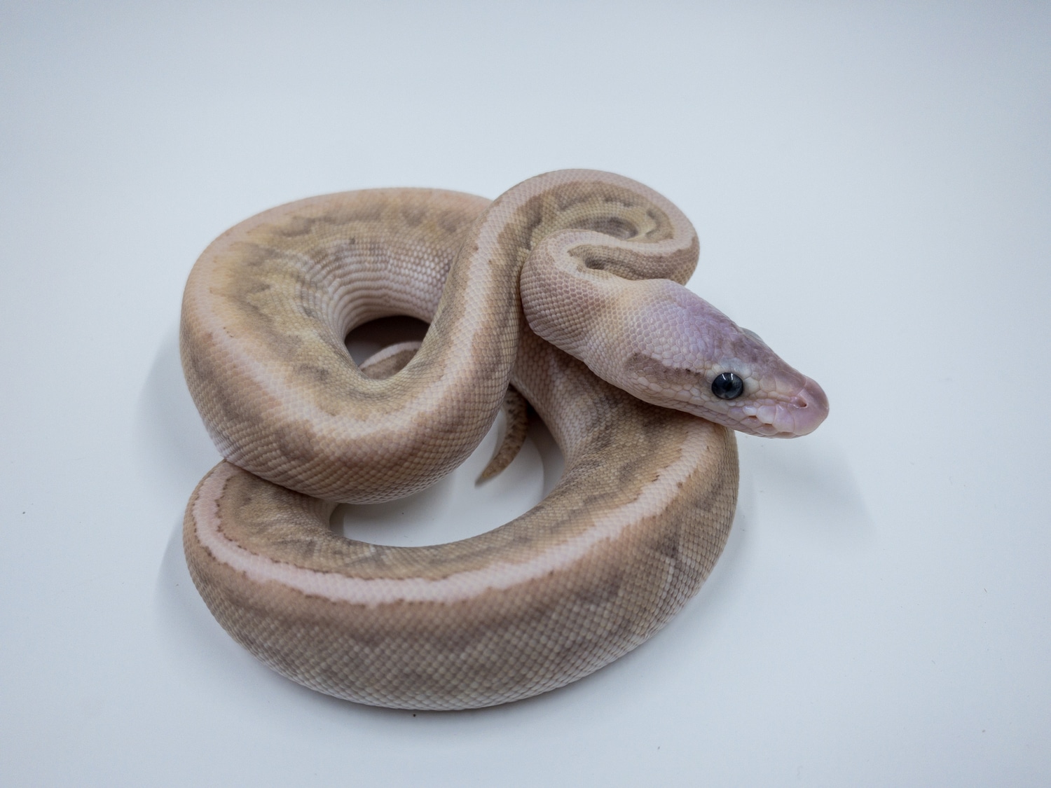 Lesser GHI Pastel Pinstripe Butter Ball Python by Afterlife Reptiles ...
