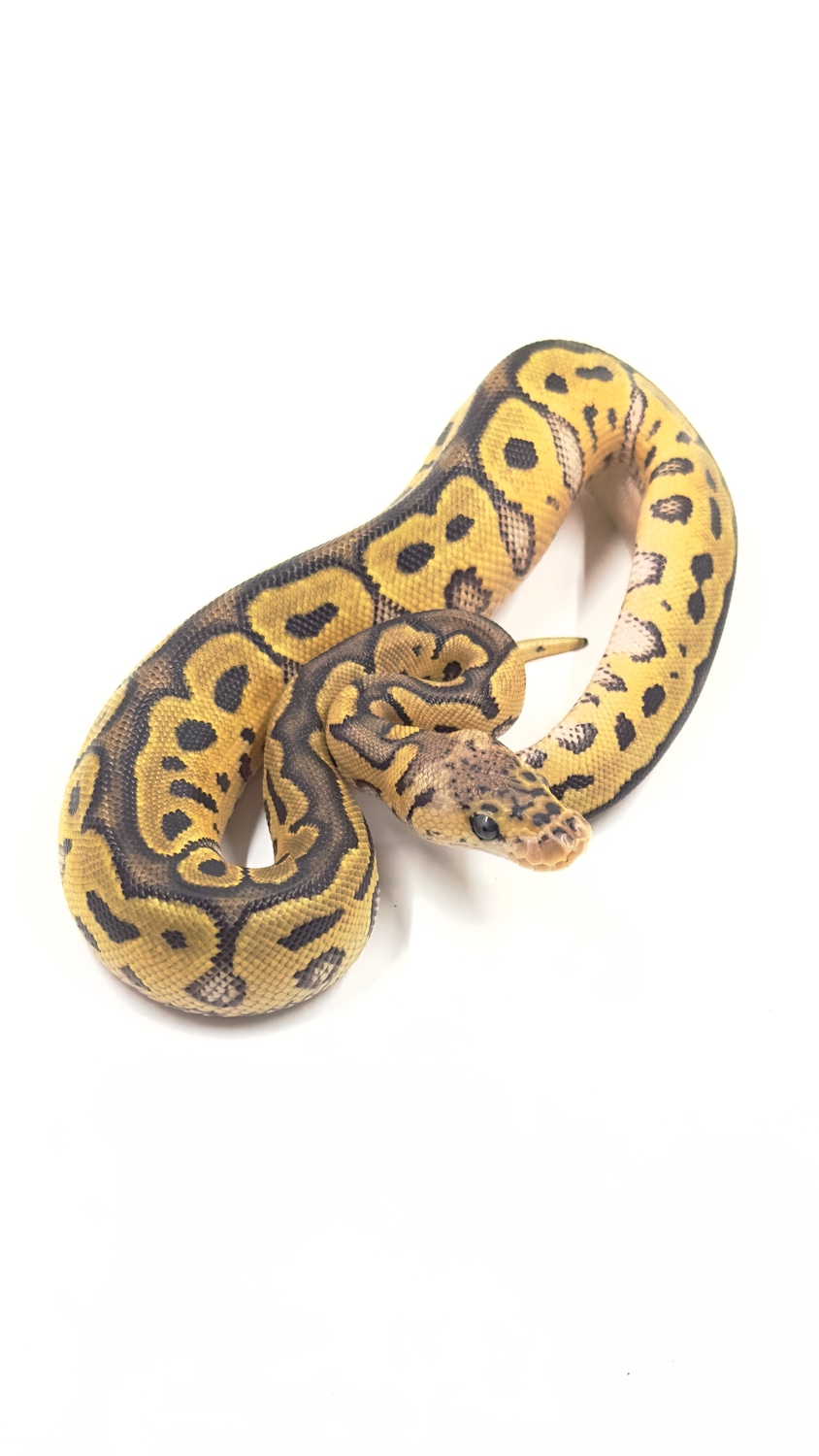 (BLACK FRIDAY SALE 20) Pastel Clown Ball Python by Afterlife Reptiles