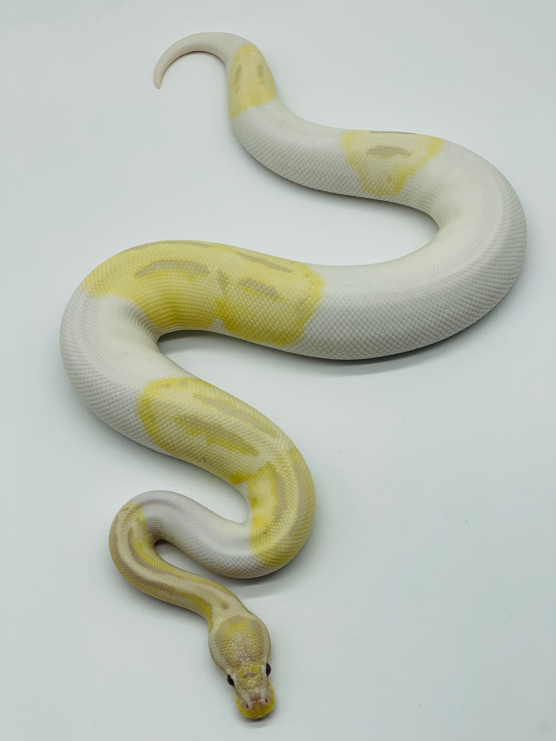 Lavender VPI Axanthic Pied Ball Python by Geordie Genes - Morphs and ...
