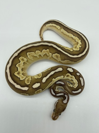 Blackhead Cinnamon Lesser Rng Ball Python by Geordie Genes - Morphs and ...