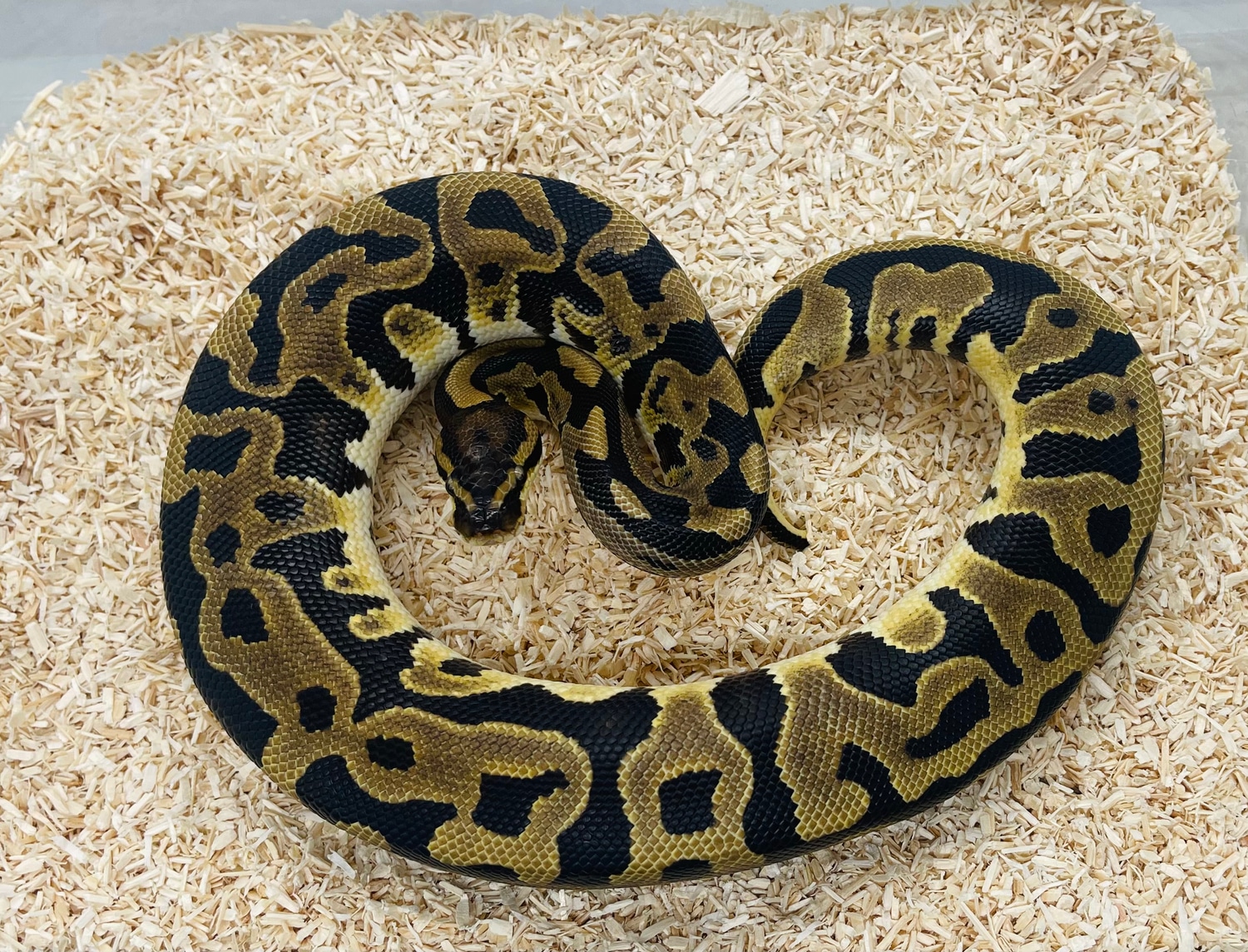 Leopard Het Puzzle Ball Python by Geordie Genes - Morphs and Mutations ...