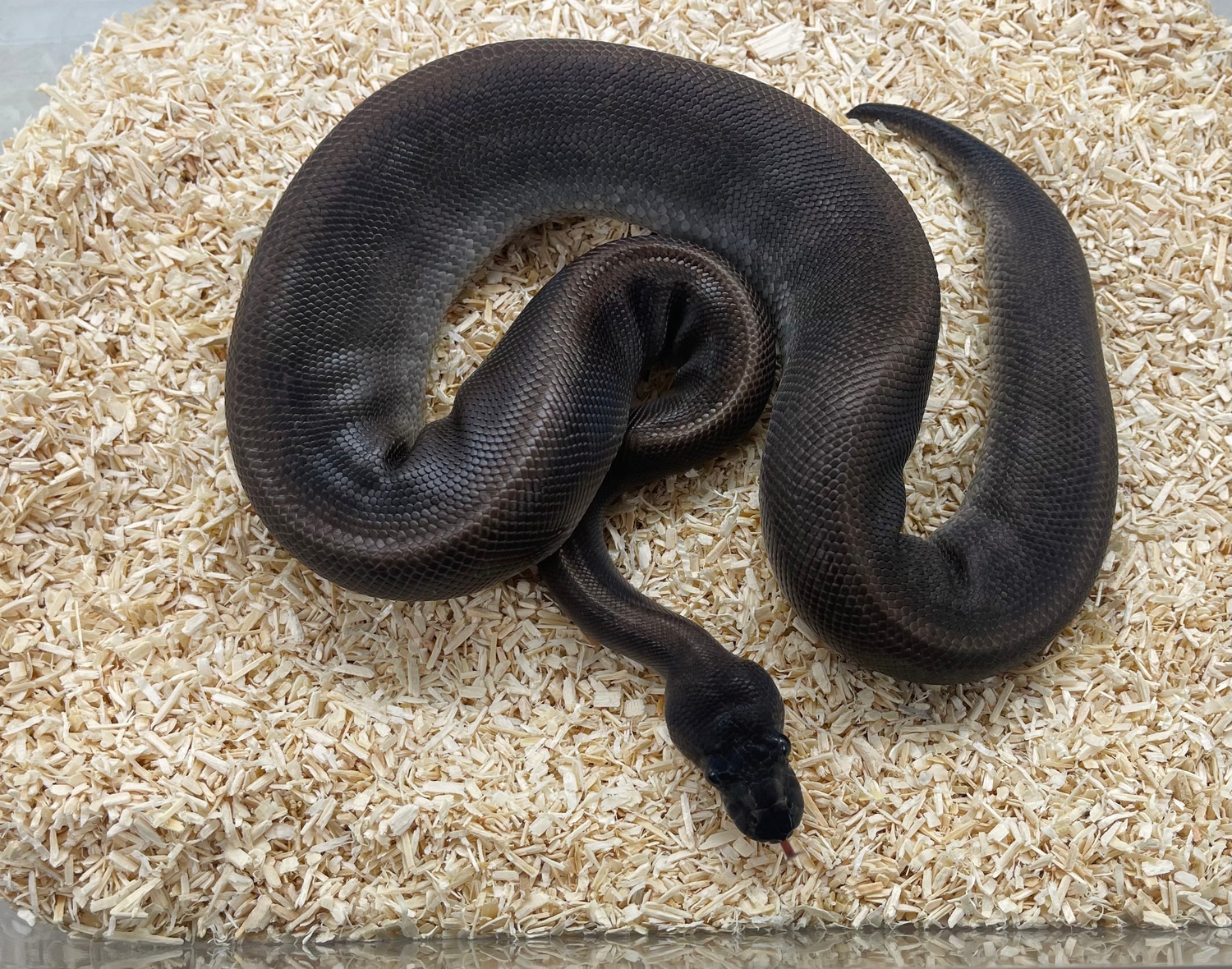 Suma Ball Python by Geordie Genes - Morphs and Mutations - MorphMarket
