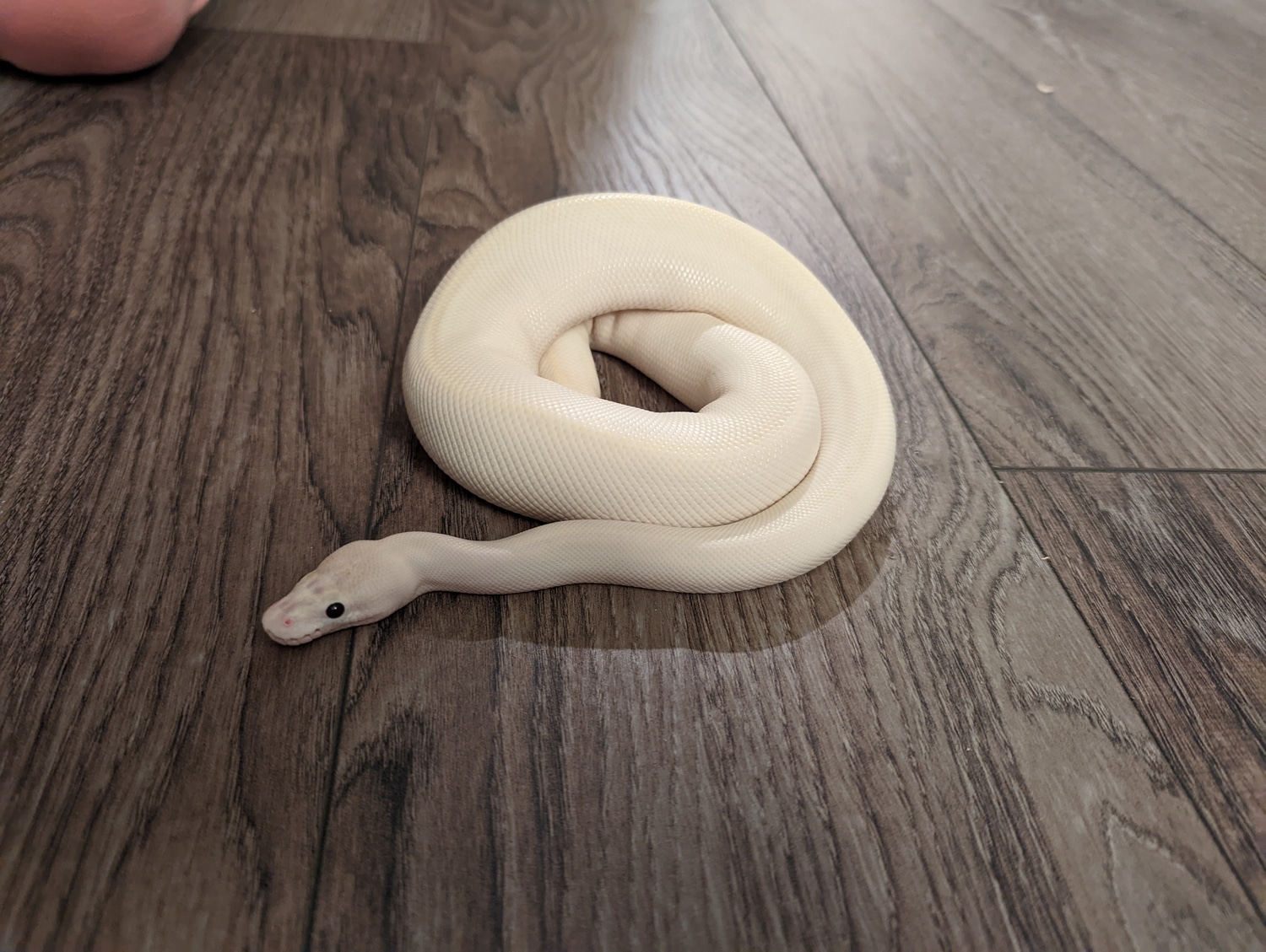White Snake - Ivory Ball Python by Balls N Potions - MorphMarket