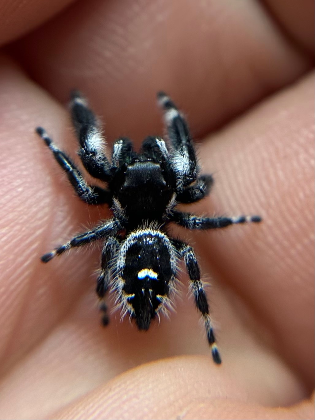 Male Phidippus Audax Bryantae” Jumping Spider 60 True Spider By