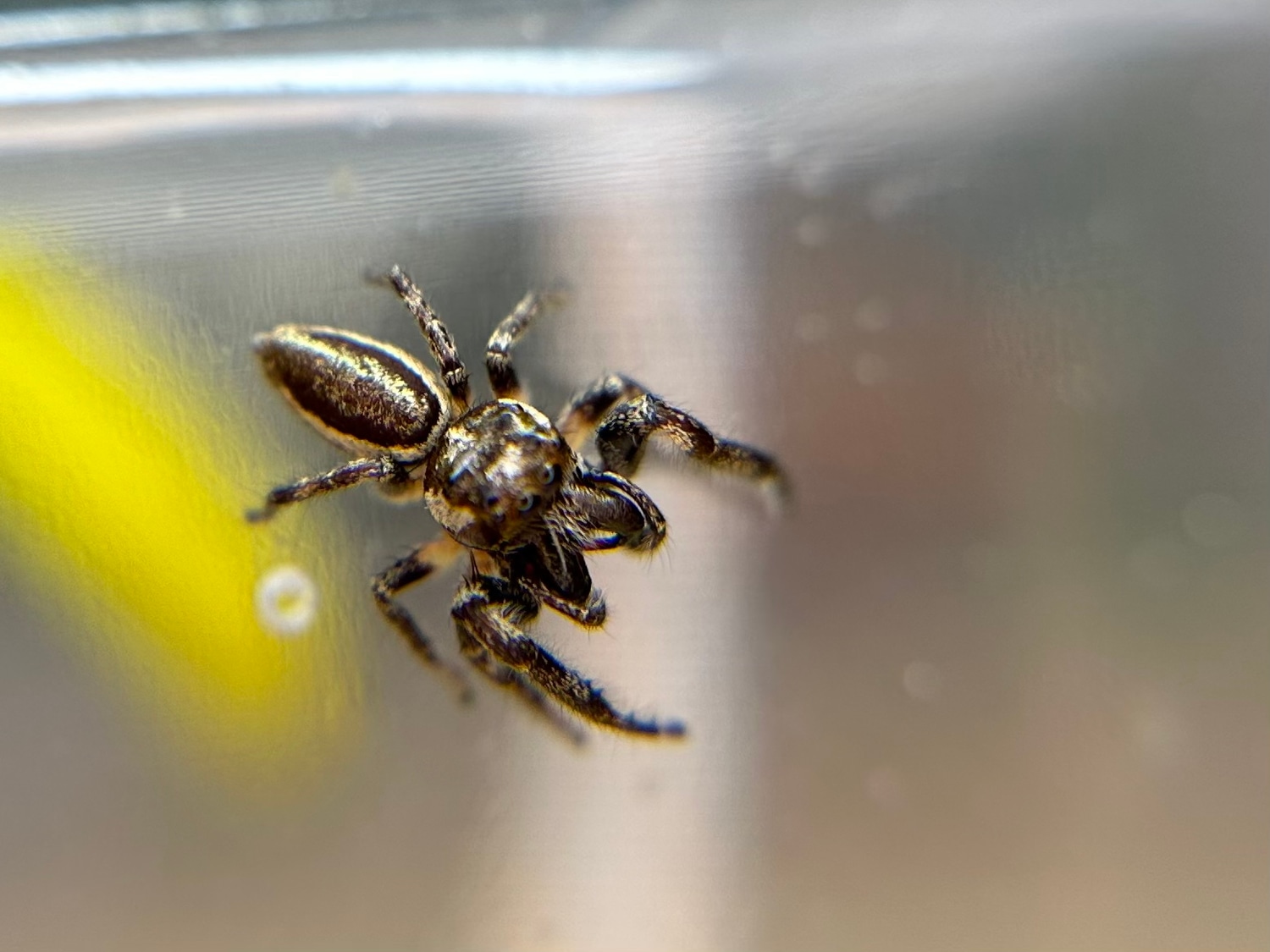 Male Eris Militaris “bronze” Jumping Spider 50 True Spider by