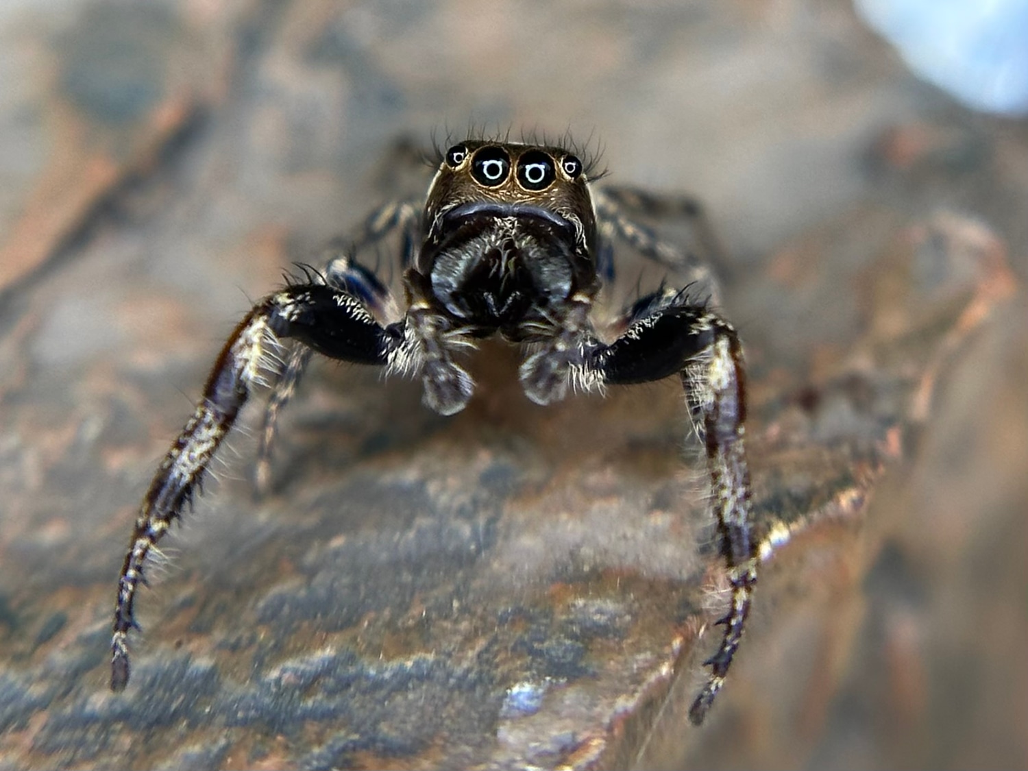 Adult Male Eris Militaris “bronze” Jumping Spider 50 True Spider by
