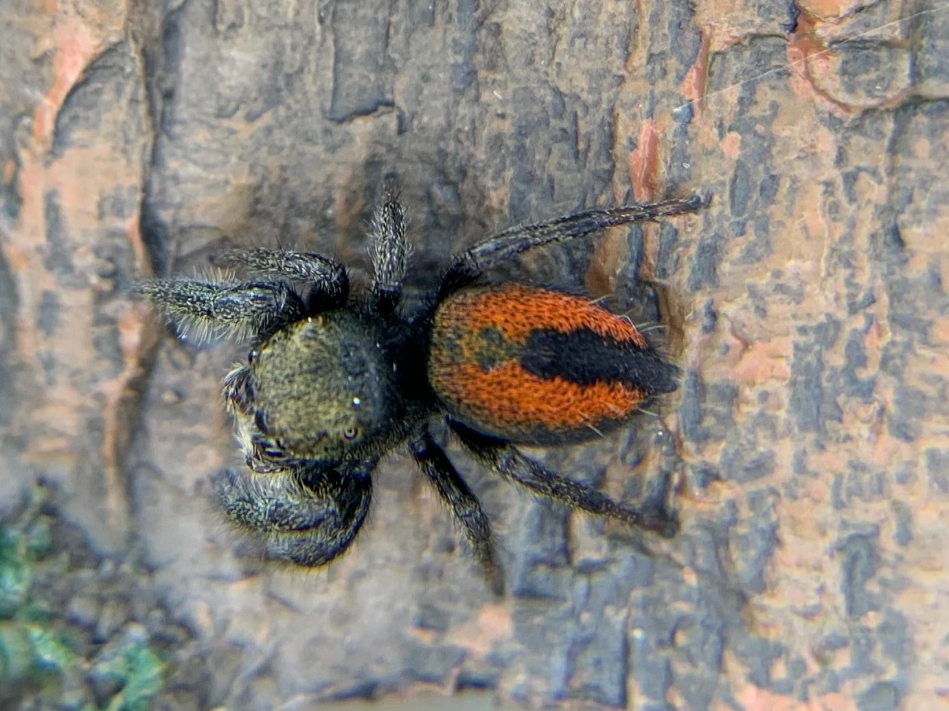 Unsexed Juvenile Phidippus Ardens “Desert Red” Jumping Spider True