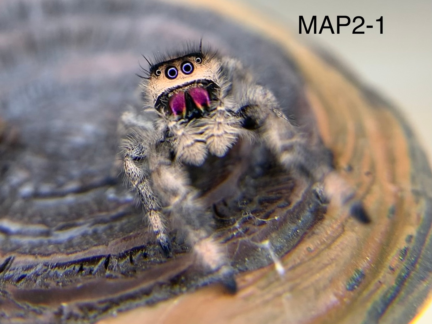 Female Phidippus Regius “Regal” Jumping Spider 35 True Spider by