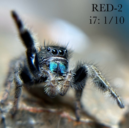 Male Juvenile Phidippus Ardens “Desert Red” Jumping Spider $35 by ...