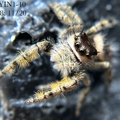 珍品 Dieropsis quadriplagiata Image - Oegoconia quadripuncta (Four-spotted Yellowneck