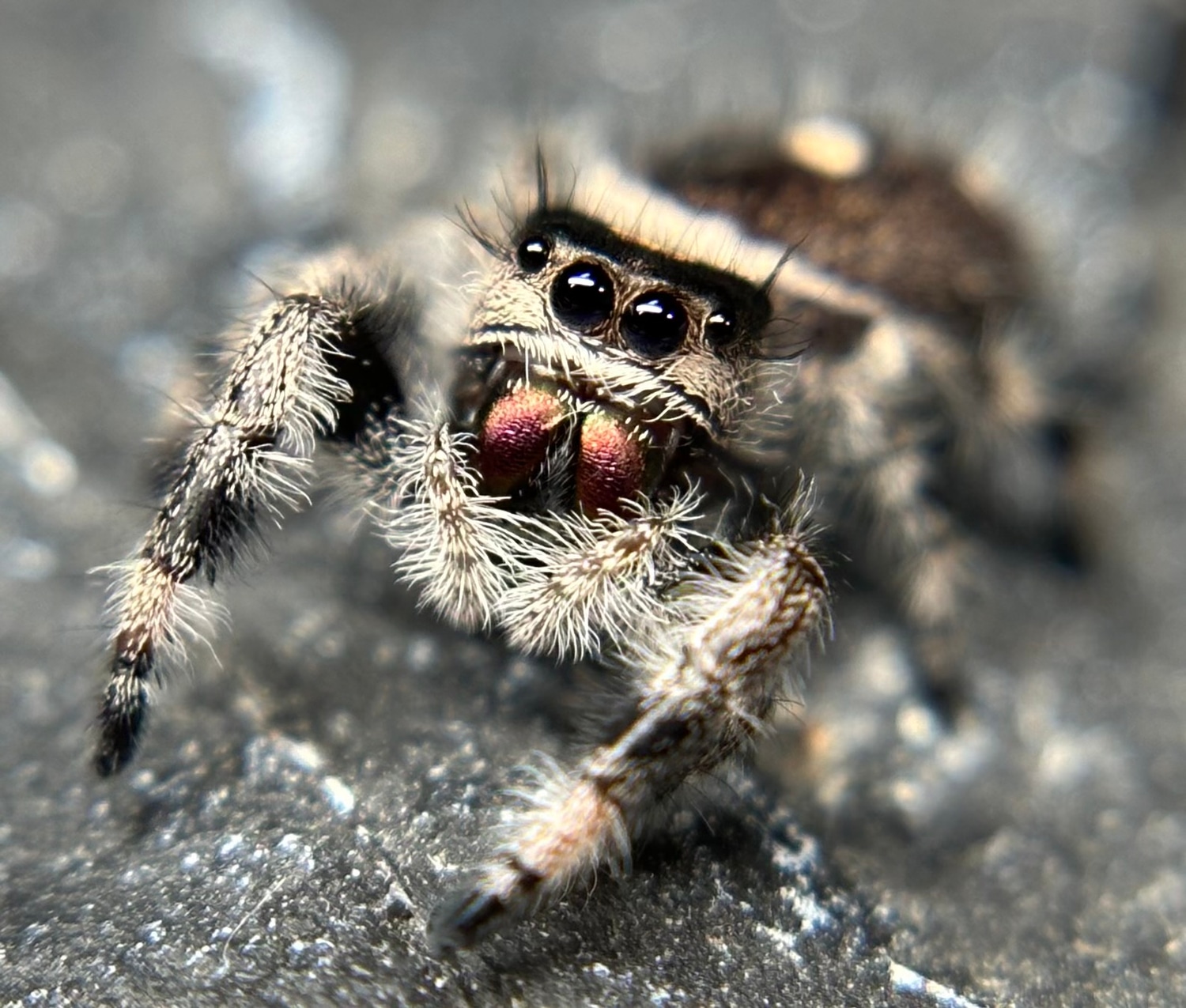 MID1-13 Phidippus Regius “Regal” jumping spider
