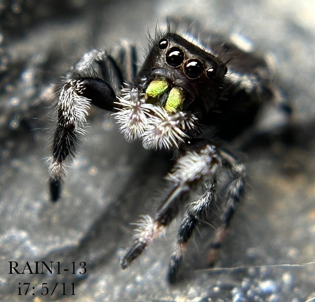 RAIN1-13 Juvenile Male Phidippus Regius “Regal” jumping spider