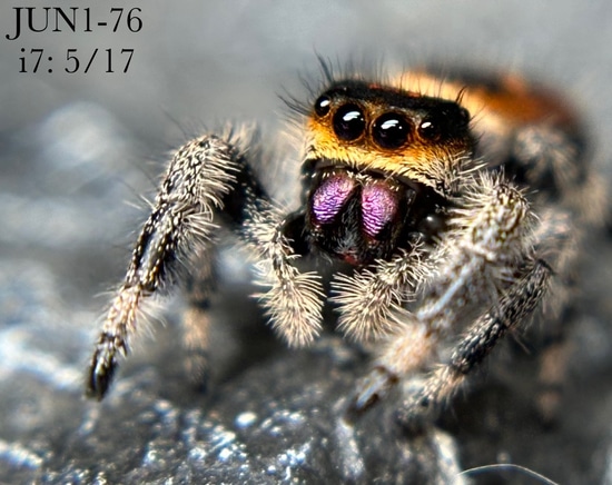 JUN1-76 Juvenile Female Phidippus Regius “Regal” Jumping