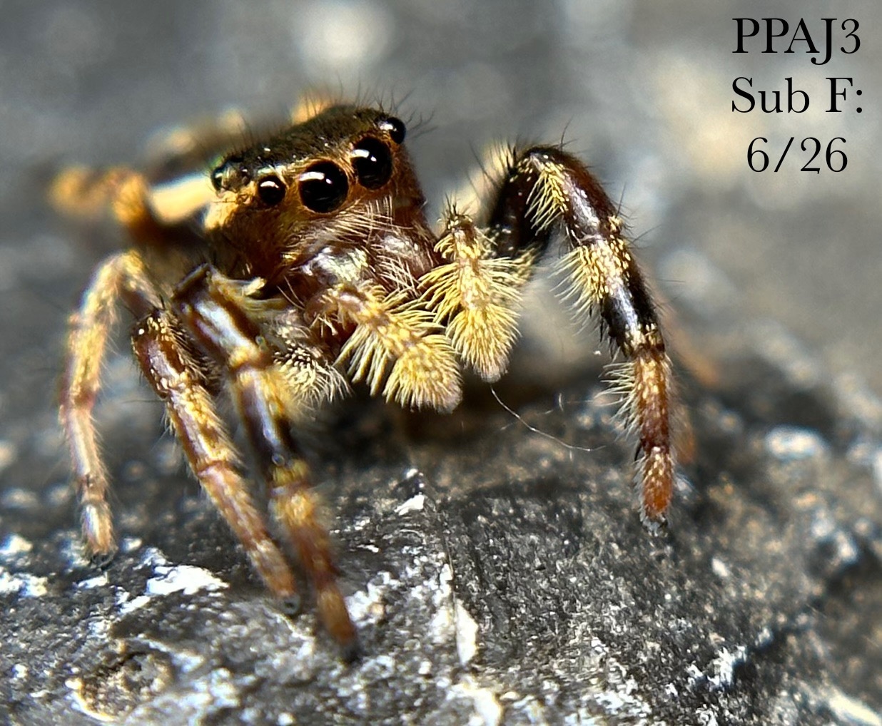 Spider Conservation PPAJ3 Subadult Female Paraphidippus Aurantius “Golden” jumping spider