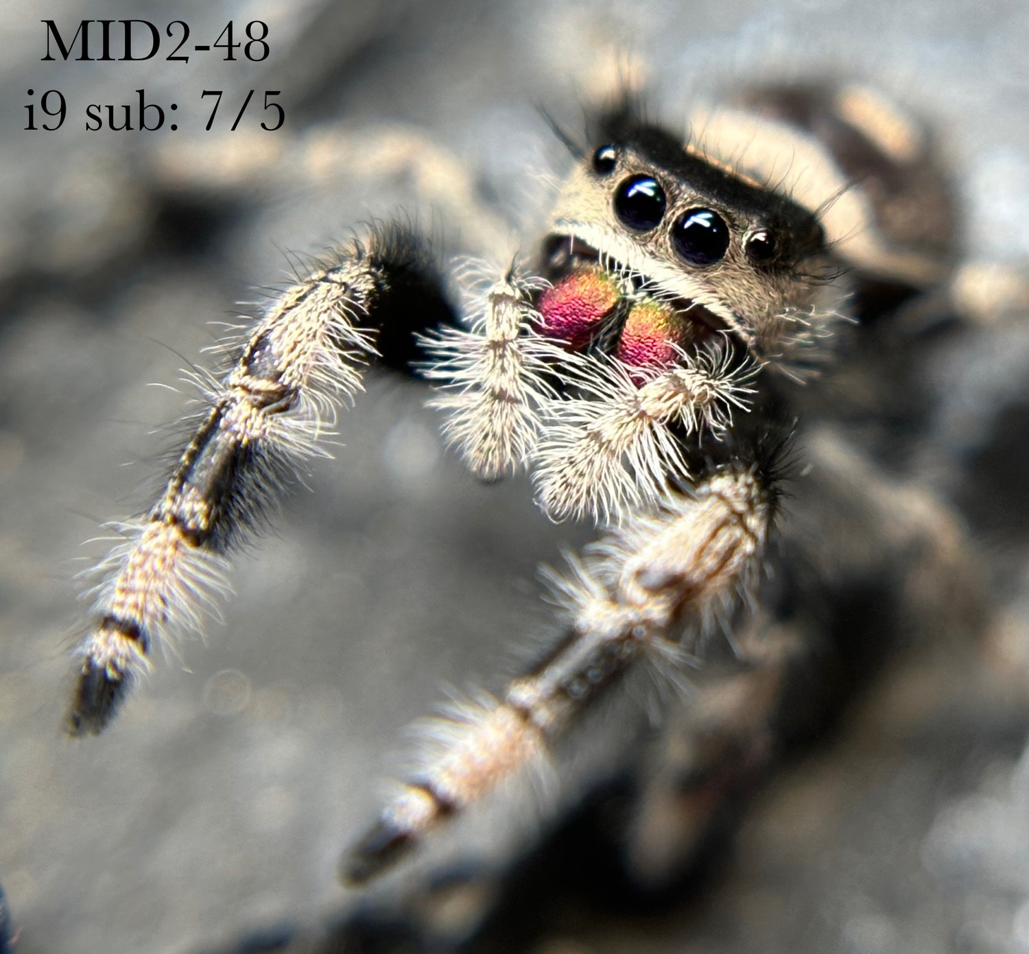 MID2-48 Subadult Female Apalachicola Phidippus Regius “Regal” jumping