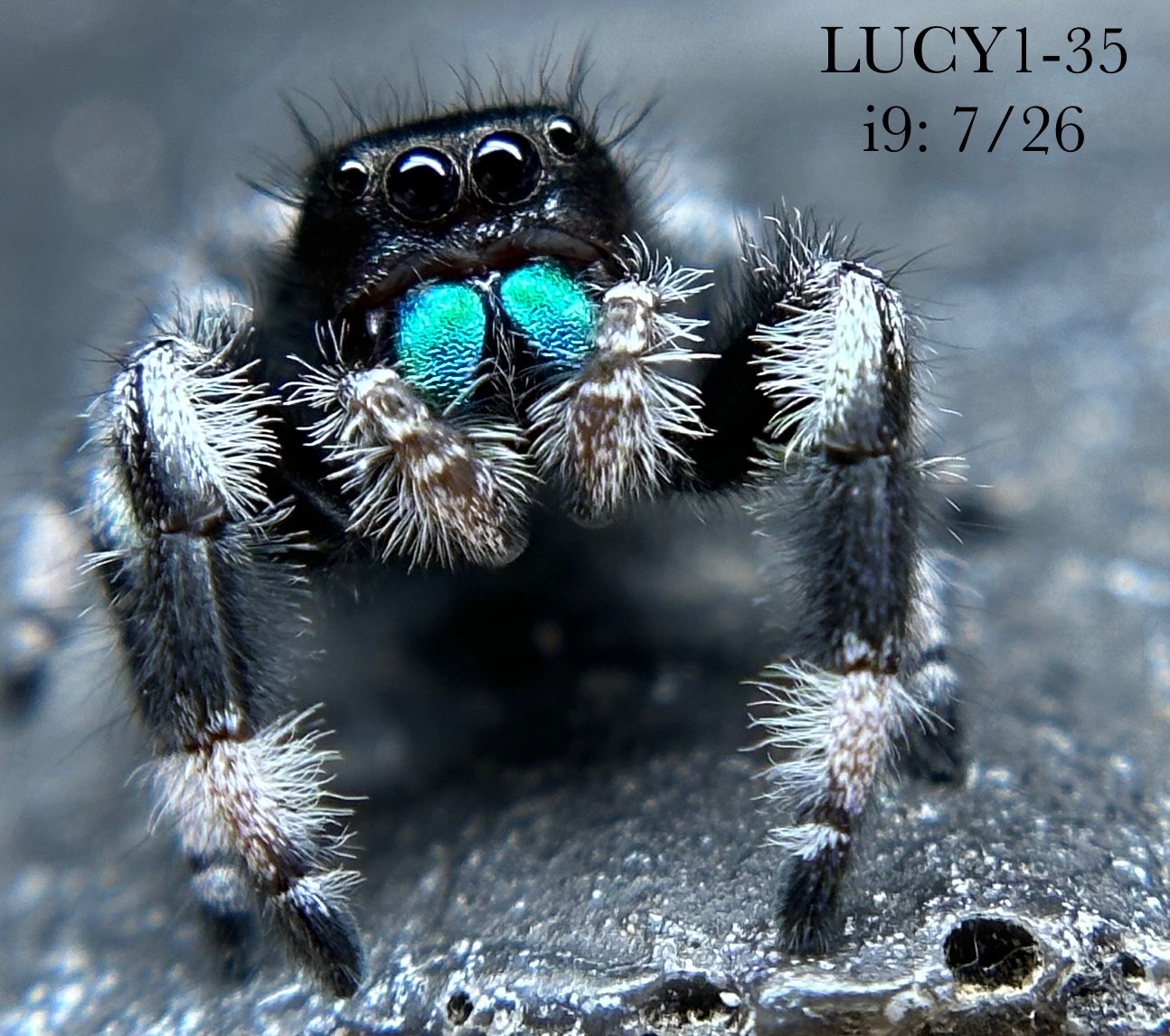 LUCY1-35 Subadult Male Phidippus Regius “Regal” jumping spider