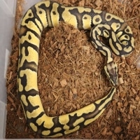 Enchi-Pastel-Het Clown Ball Python