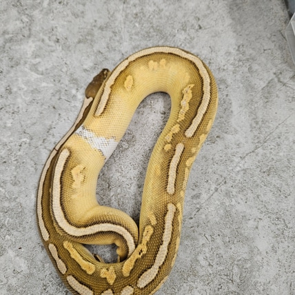 Butter Bongo Cinnamon Ball Python