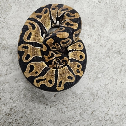 Mocha-50% Het Lavender Albino-50% Het Ghost-50% Het Piebald Ball Python