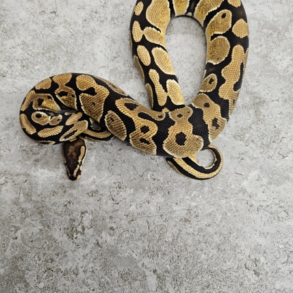 Orange Dream / Specter Ball Python