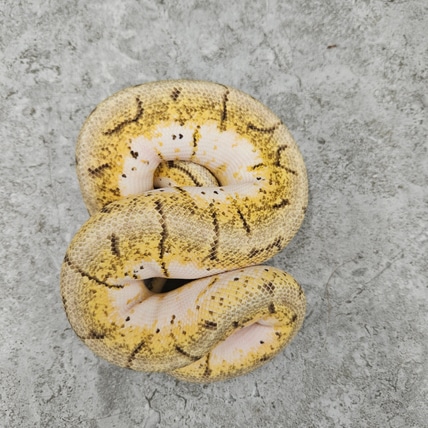 Spinner Blast OD Ball Python