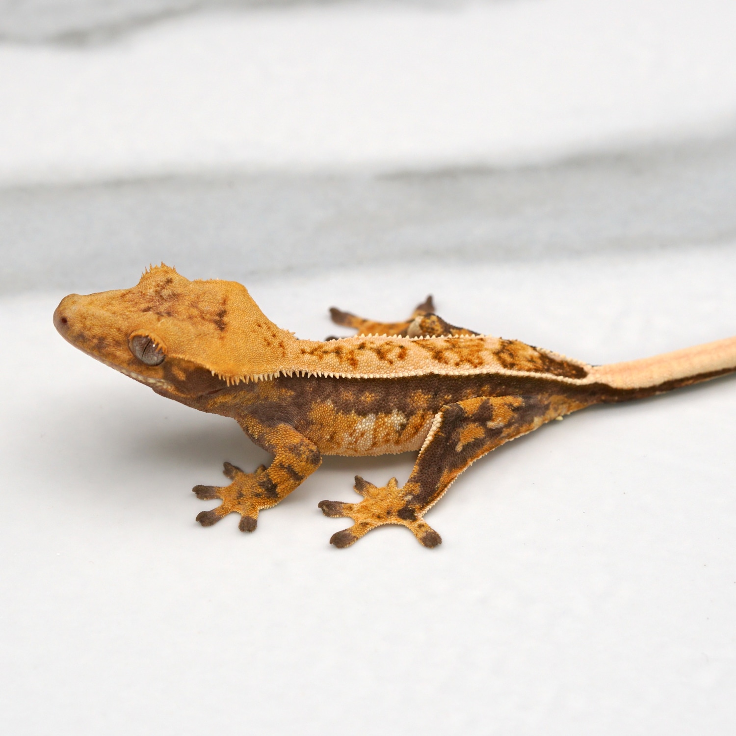 Pet Only Crested Gecko by Crestology Geckos MorphMarket