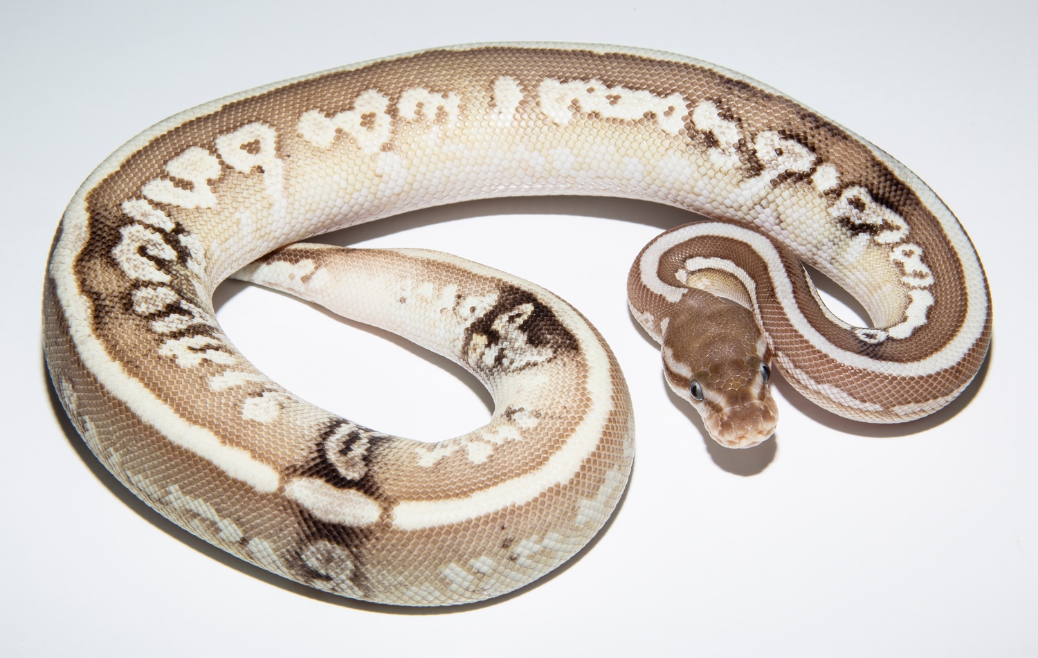 2018 Male Super Enchi Yb Hgw Ghi X Lesser Enchi Het. Pied 450.00 Ball