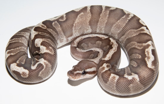 Lemonback Ball Python Morph 2018 Female Super Pastel Lemonback Super GHI Or Pastel HRA GHI X Pastel ...