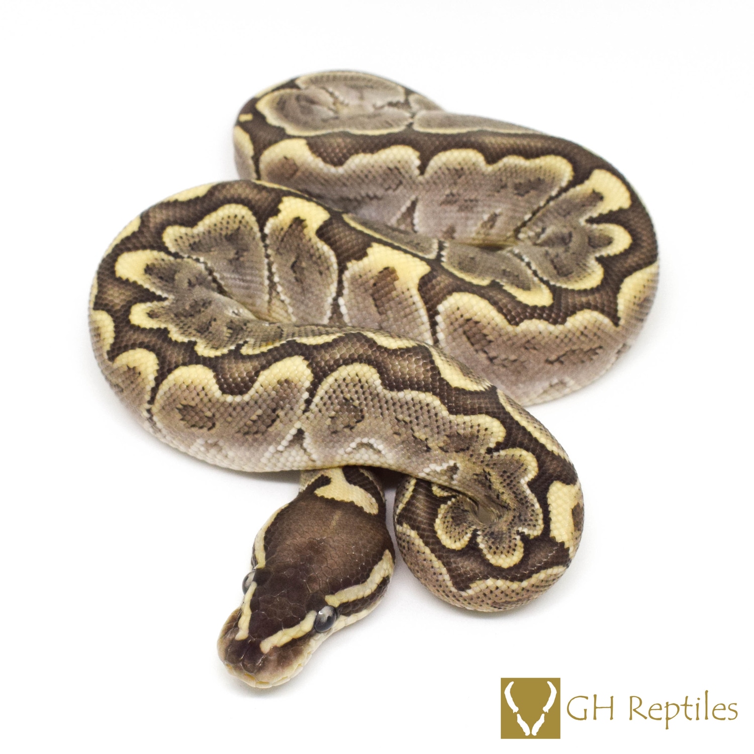 Bamboo Ball Python by GH Reptiles - MorphMarket