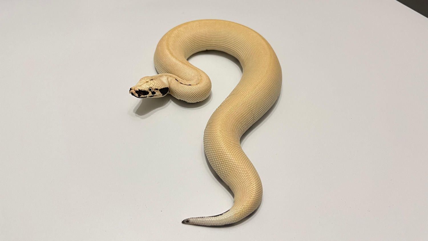 Magpie Blood Python by Giantkeeper Reptiles - MorphMarket
