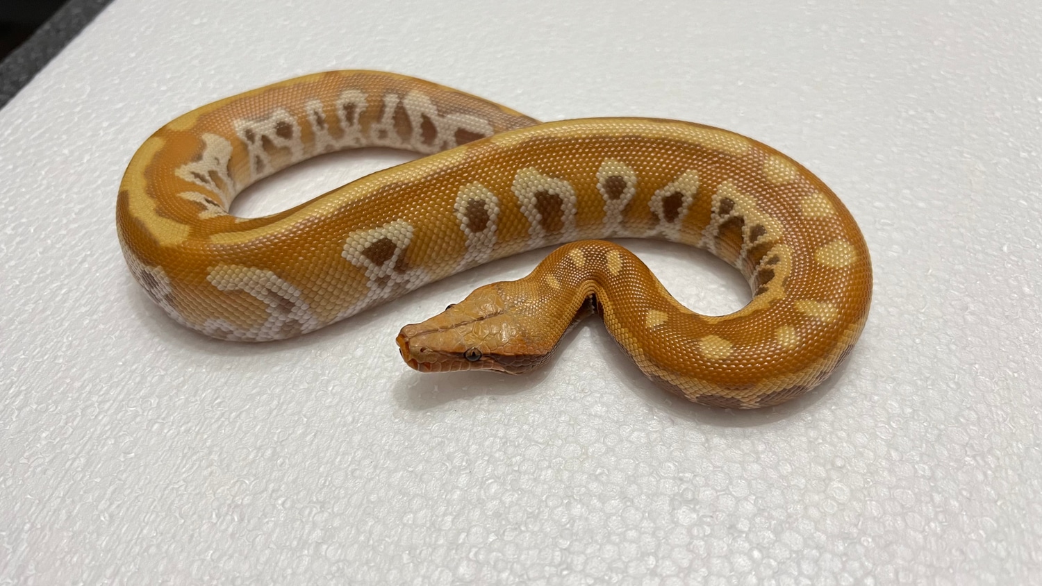T+ Albino Cherry Bomb Lineage Blood Python by Giantkeeper Reptiles