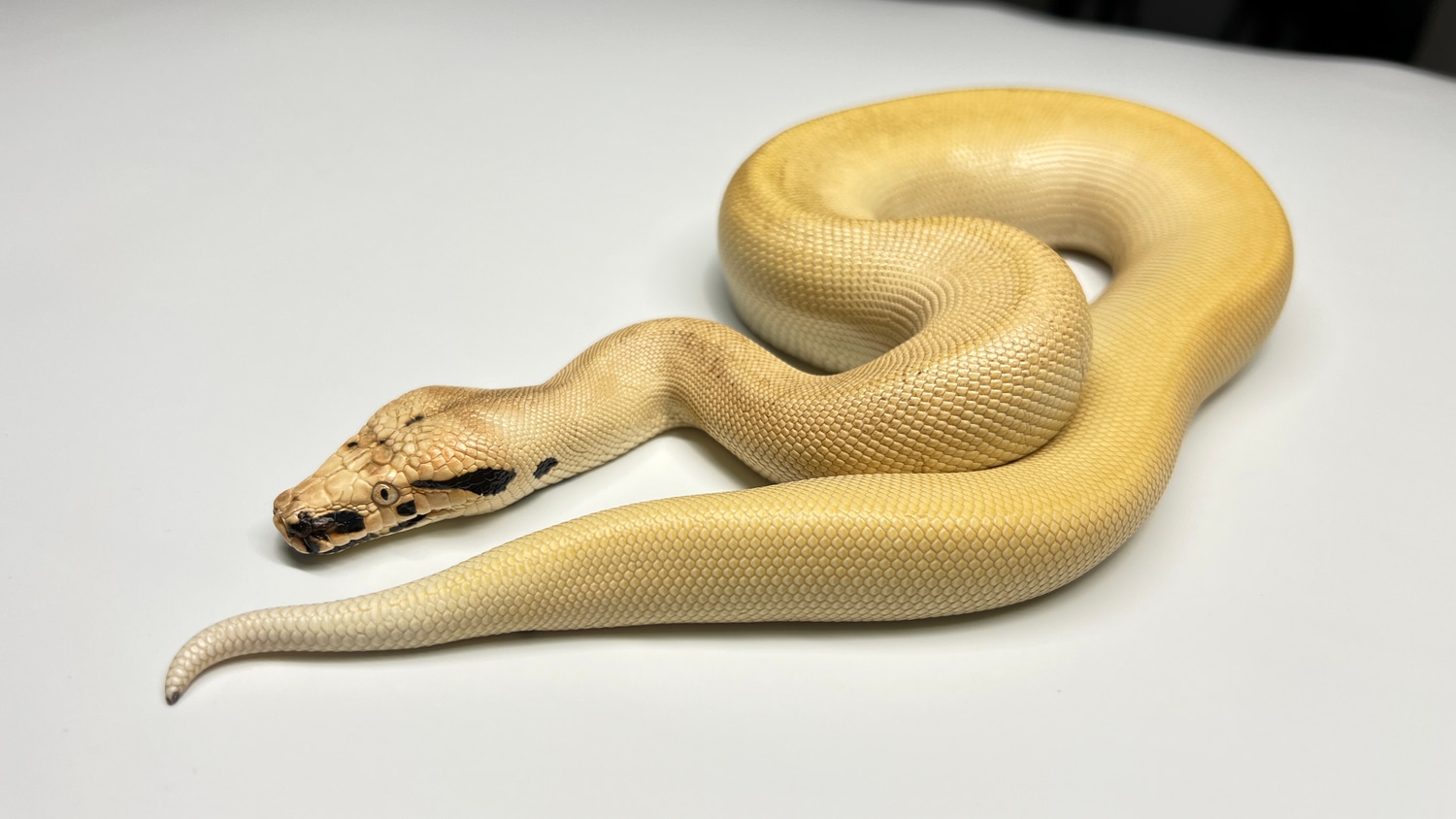 2022 Male Magpie Blood Python by Giantkeeper Reptiles - MorphMarket