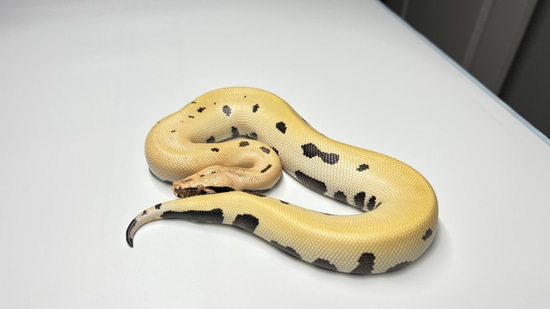 2022 Male Orange Crush 007 Blood Python by Giantkeeper Reptiles