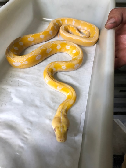 2019 White Albino Platinum Citron (Het Titanium) Reticulated Python by ...