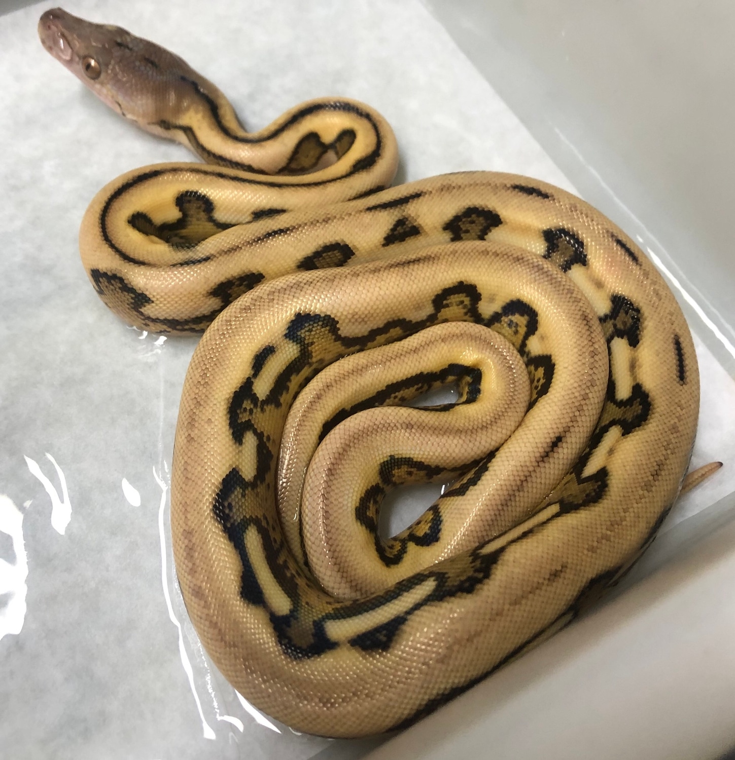 2020 Male Platinum Tiger Reticulated Python by Gideon Pythons - MorphMarket