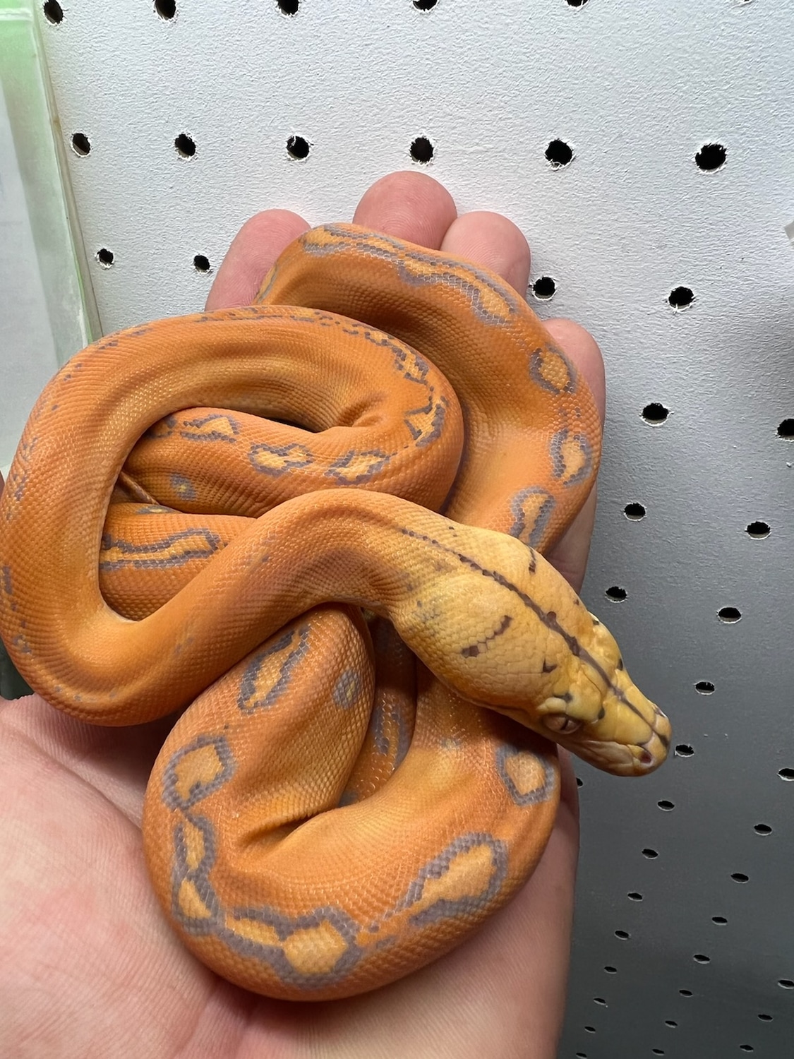 Female Purple Sunfire Golden Child Reticulated Python by Gideon Pythons ...