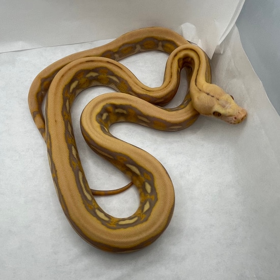 Lavender Tiger Reticulated Python by Kings Ranch Retics