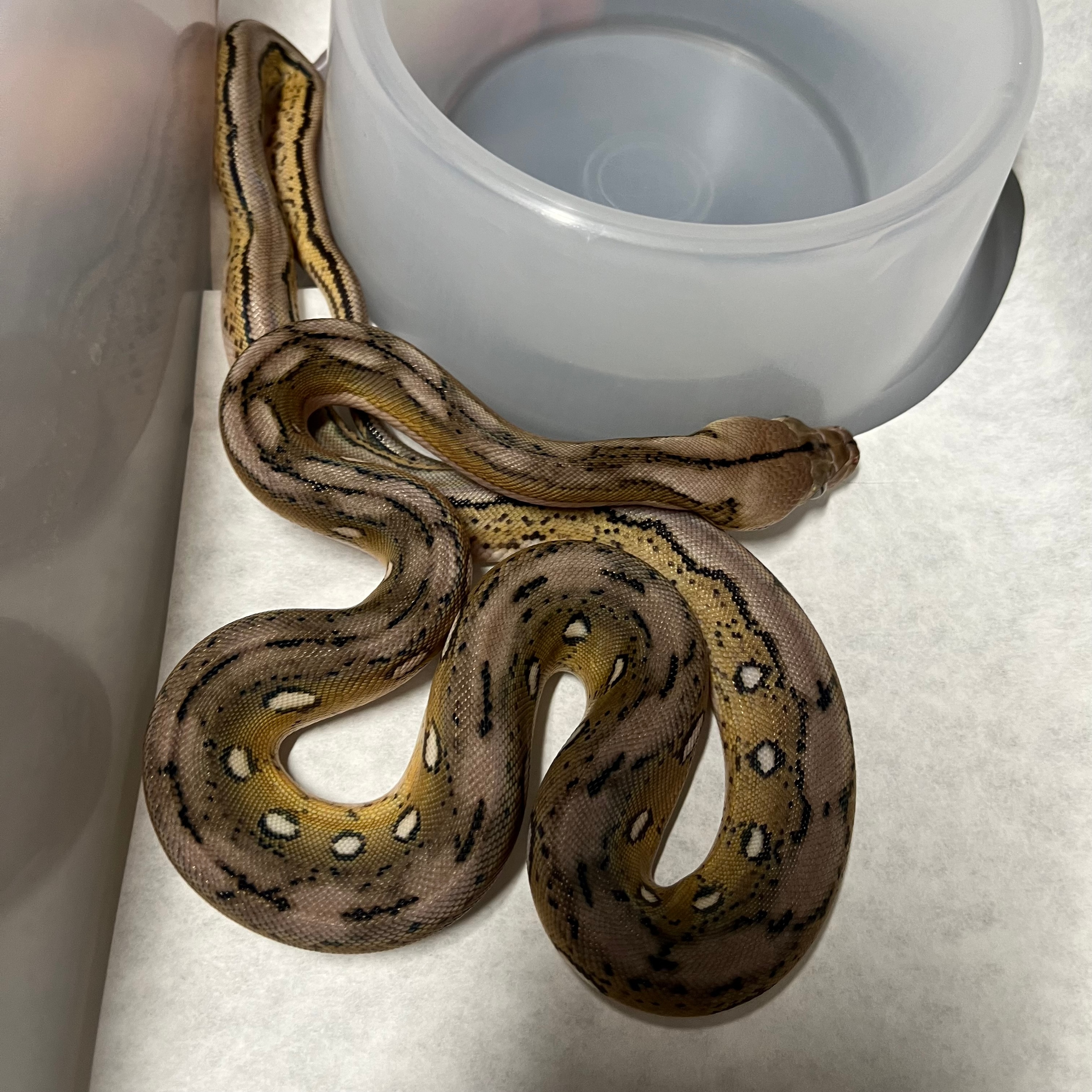 Platinum Motley Tiger (66% Het Albino) Reticulated Pythons
