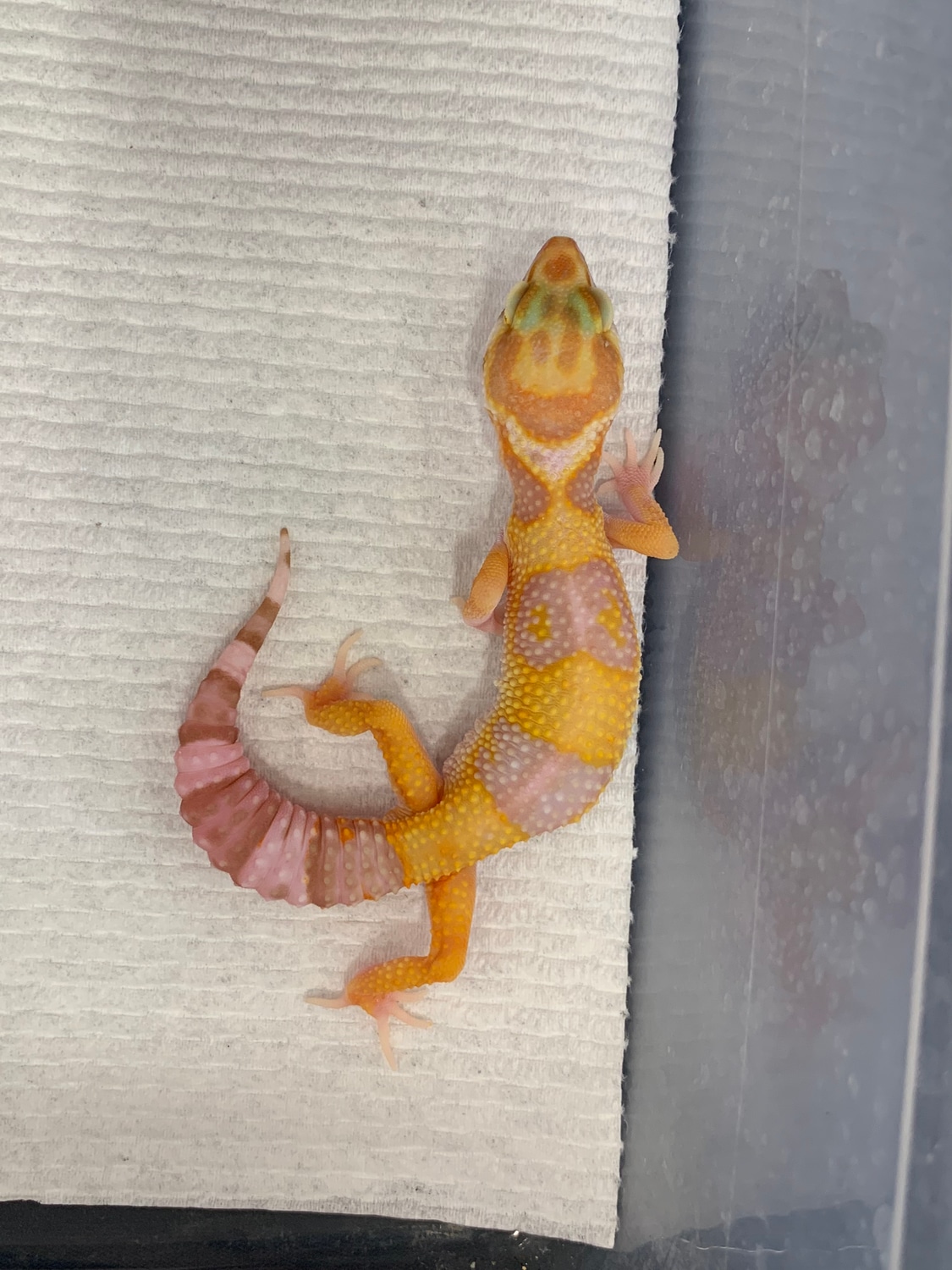 Tang Tremper Het Eclipse Leopard Gecko by Gigem Geckos and Dart Frogs