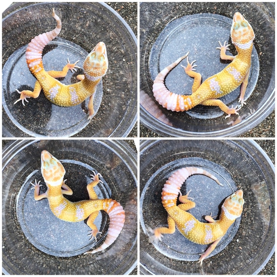 Sunglow Tremper Pos Supergiant Leopard Gecko by Gigem Geckos and Dart Frogs