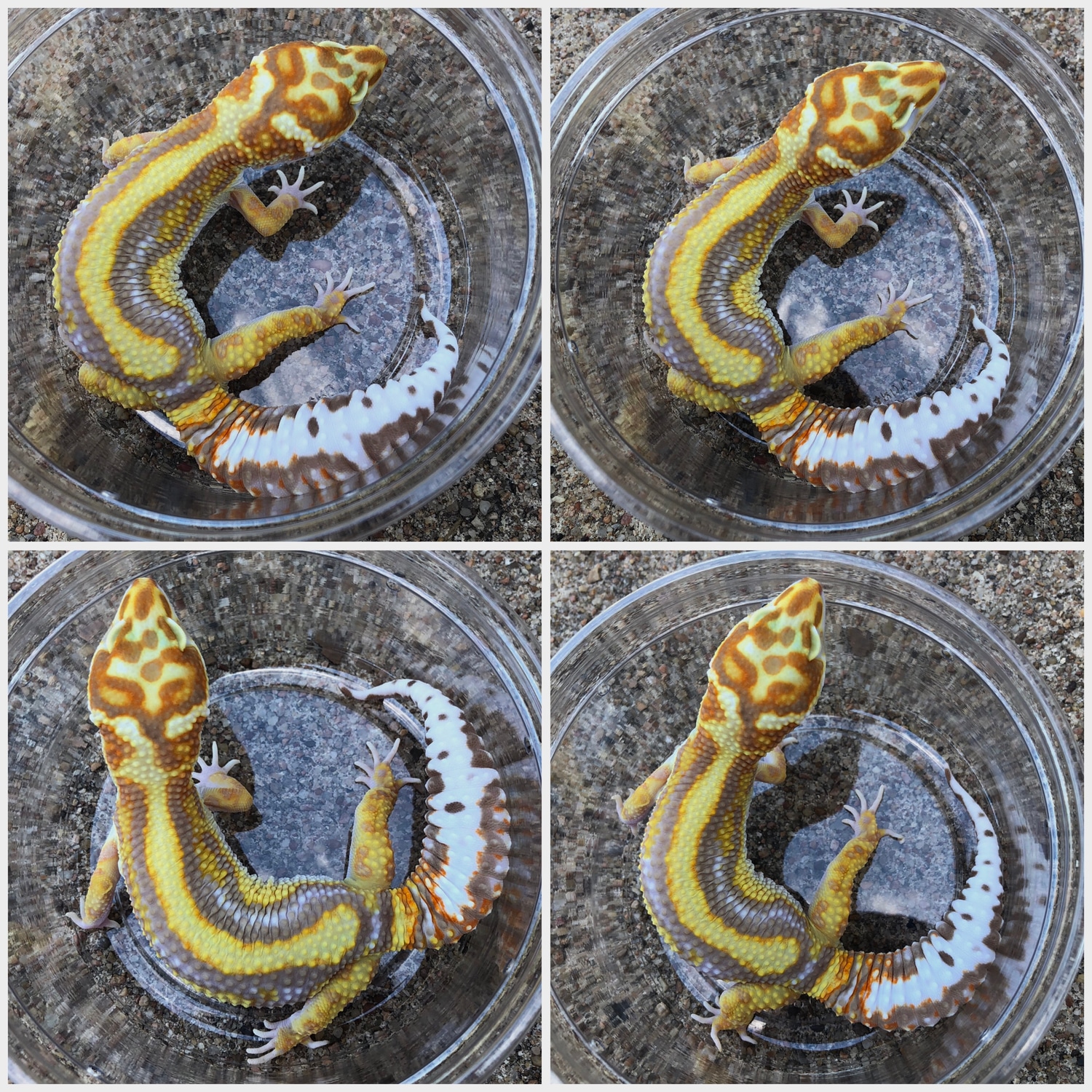 Boldstripe Bandit Tang Tremper Male Leopard Gecko by Gigem Geckos and