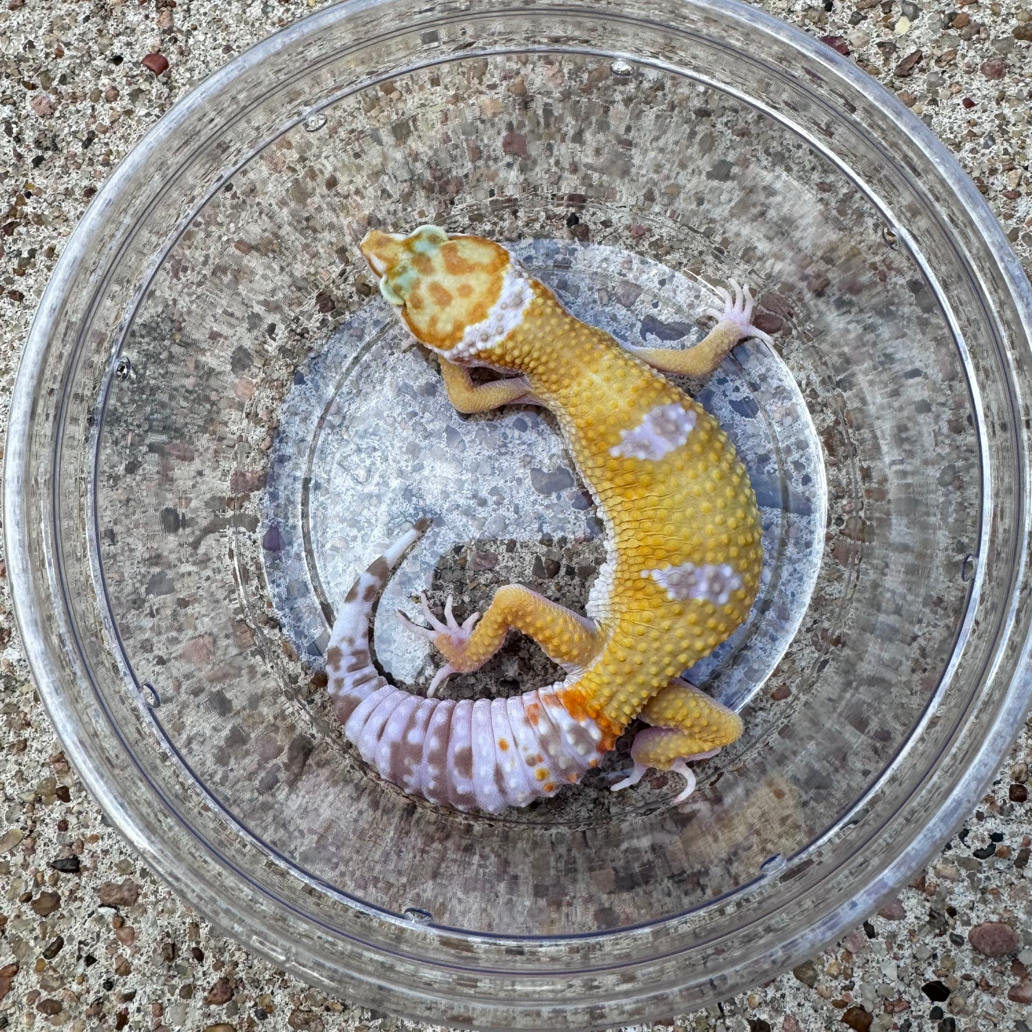 Tang Tremper Pos Super Giant Leopard Gecko by Gigem Geckos and Dart