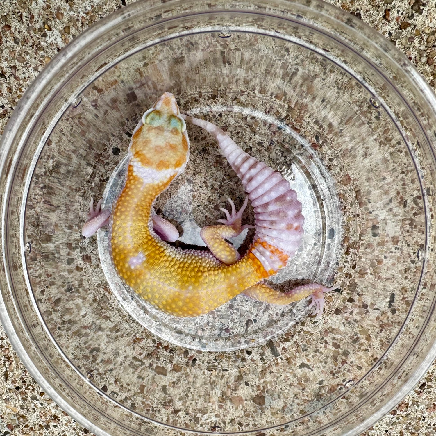 Tang Tremper Pos Super Giant Leopard Gecko by Gigem Geckos and Dart
