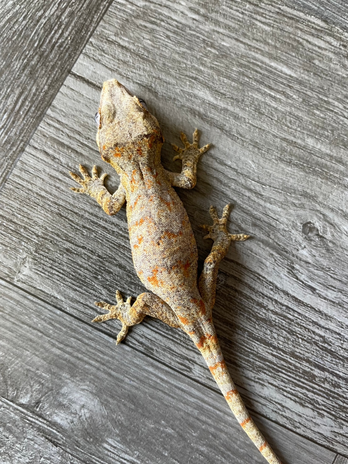Orange Reticulated Gargoyle Gecko by Giggity Geckos MorphMarket