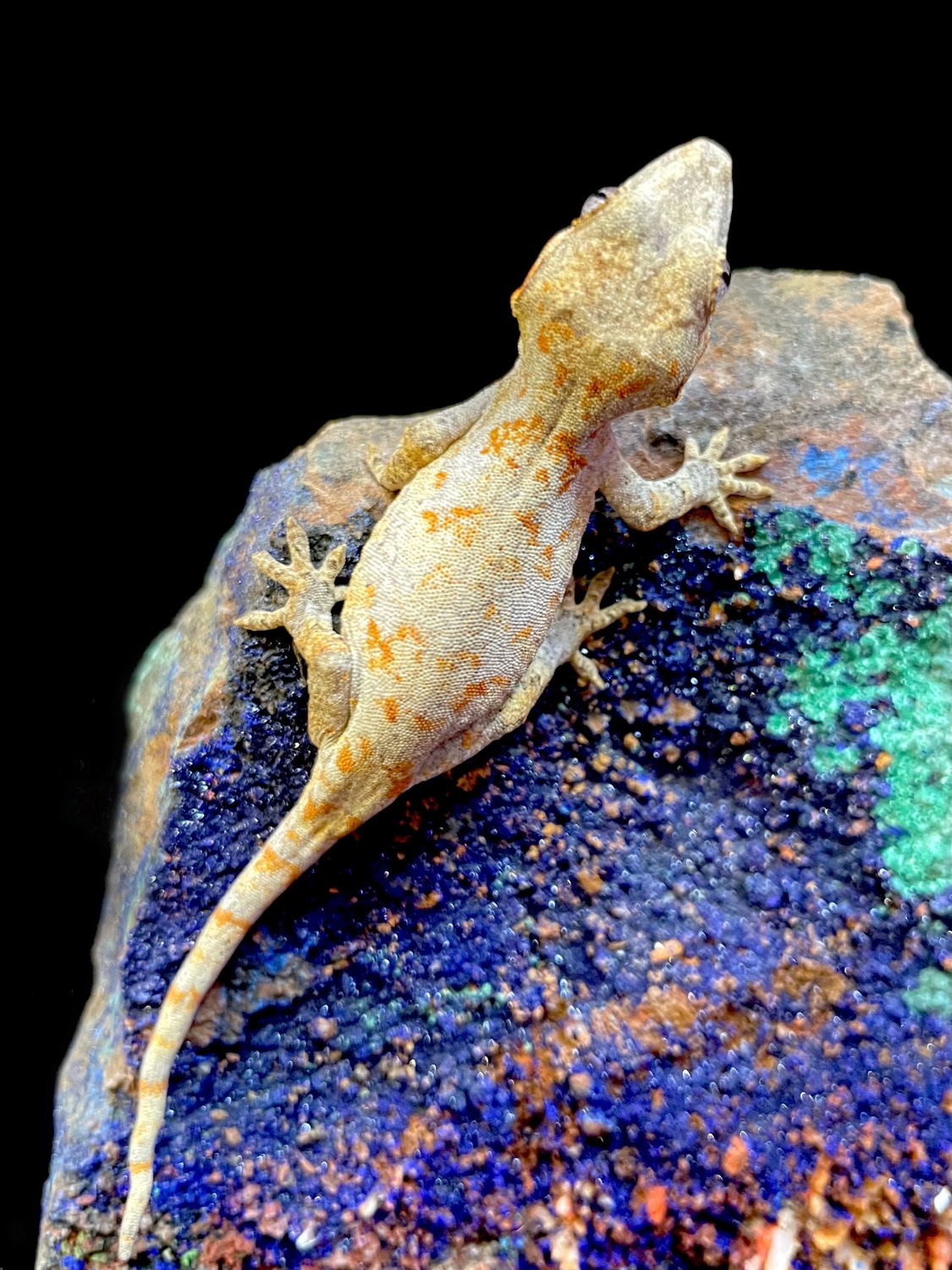 Orange Blotch Gargoyle Gecko by Giggity Geckos MorphMarket