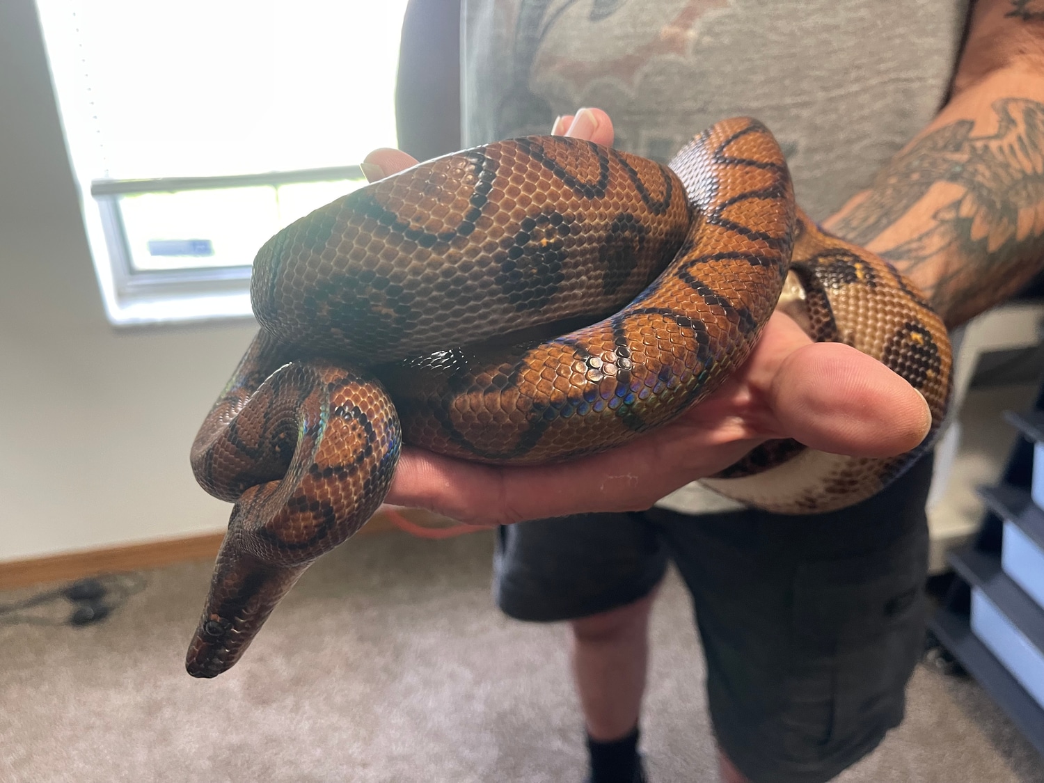 Brazilian Rainbow Boa Boa Constrictor by J&G Boas MorphMarket
